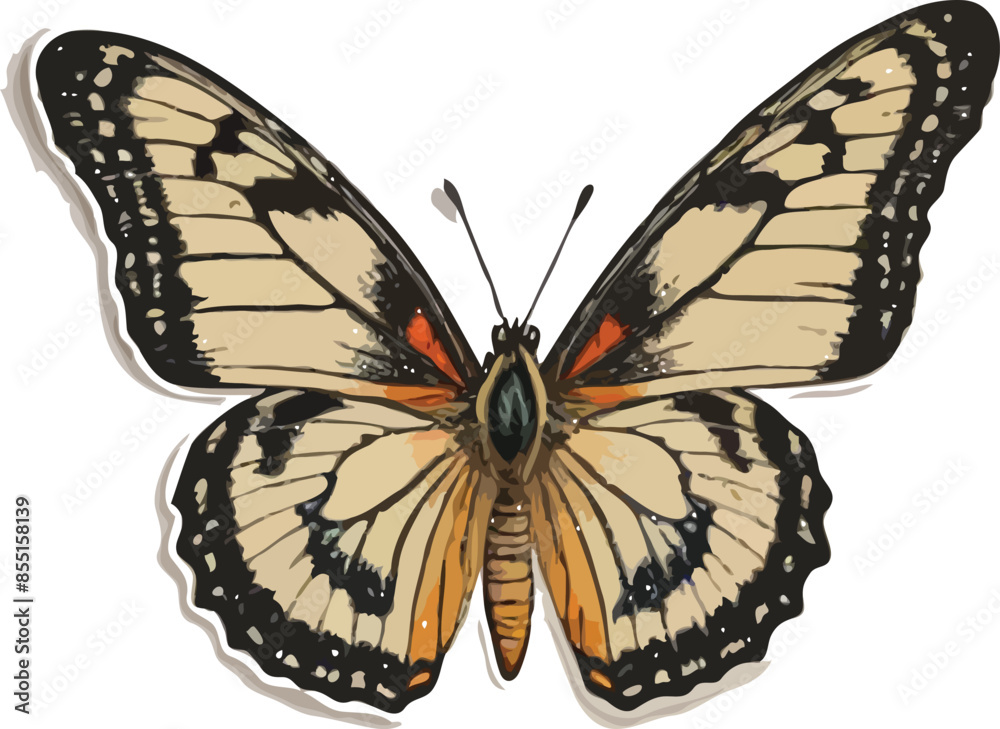 butterfly isolated on white background butterfly isolated on white background