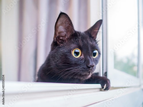 Young black cat watching through the window