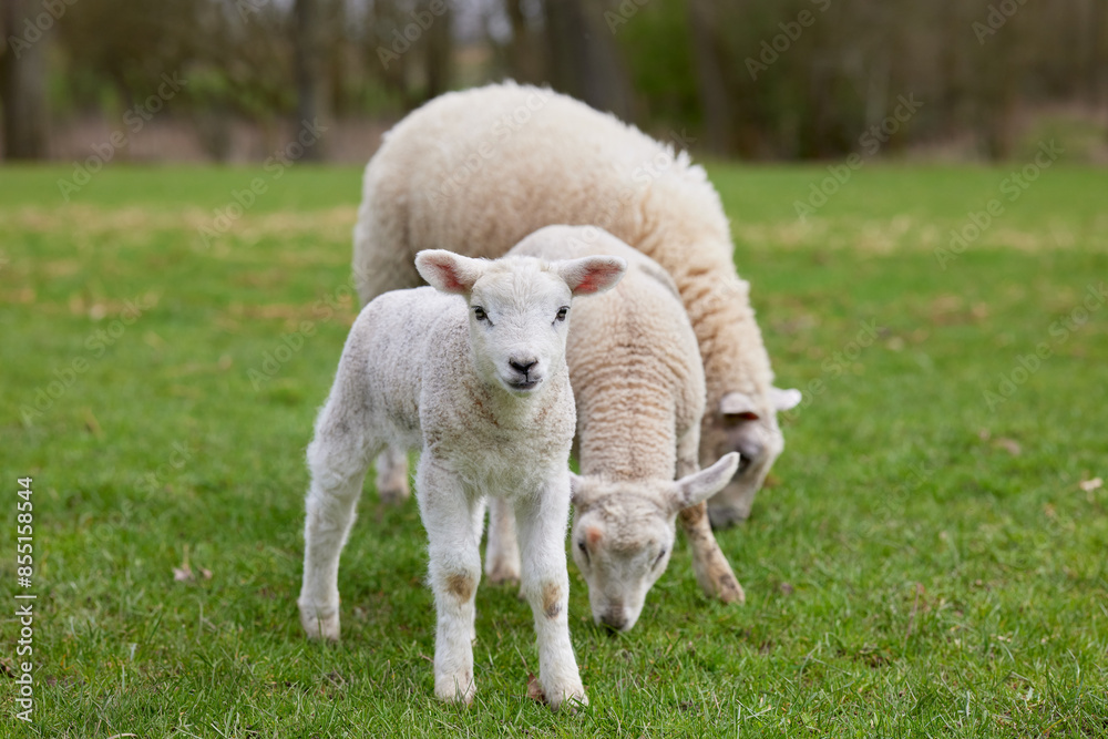 Group of young white lambs outdoor on meadow Group of young white lambs outdoor on meadow