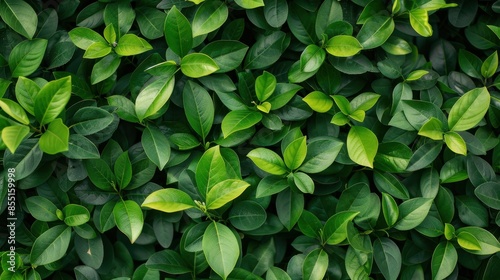 Green hedge or Green Leaves Wall, green wall © Media Srock