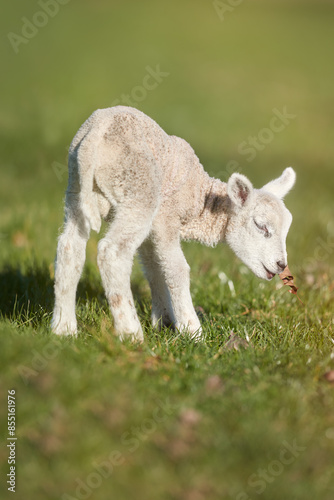 Young cute white lamb plays on meadow