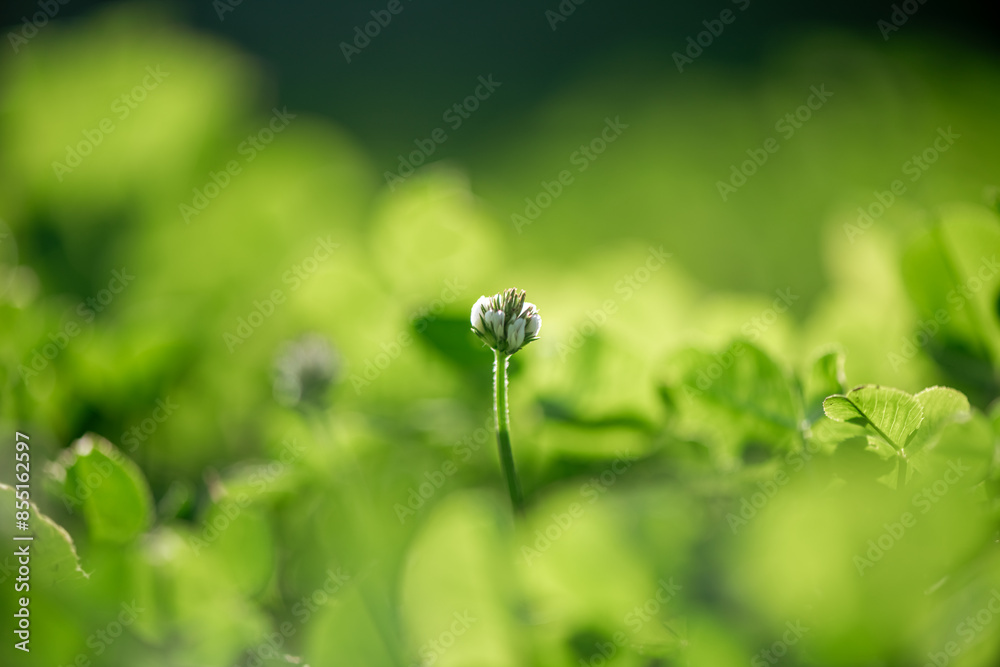clover meadow, green leaves, natural summer background clover meadow, green leaves, natural summer background