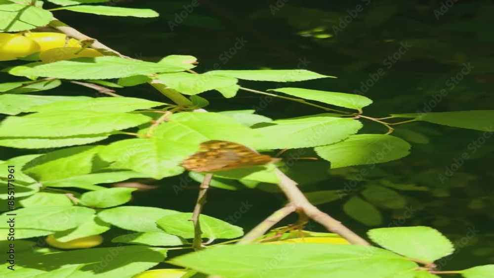 Plum branch with ripe fruits in garden with butterfly rests on branch. Plum branch with ripe fruits in garden with butterfly rests on branch.
