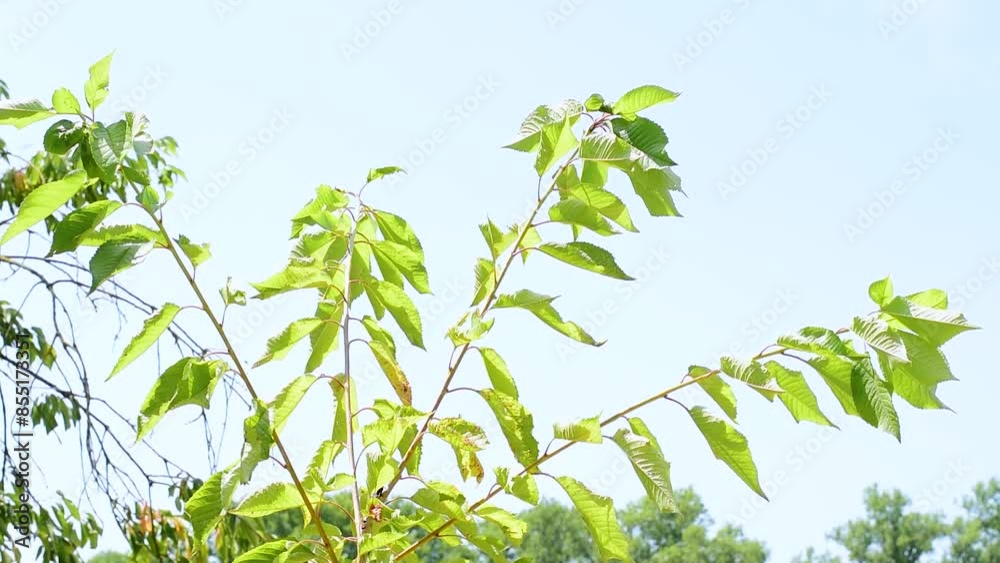 Branches against the sky of a young cherry tree Prunus Avium,a fruit plant of the Rosaceae family,in June in the Italian region Lazio. Branches against the sky of a young cherry tree Prunus Avium,a fruit plant of the Rosaceae family,in June in the Italian region Lazio.