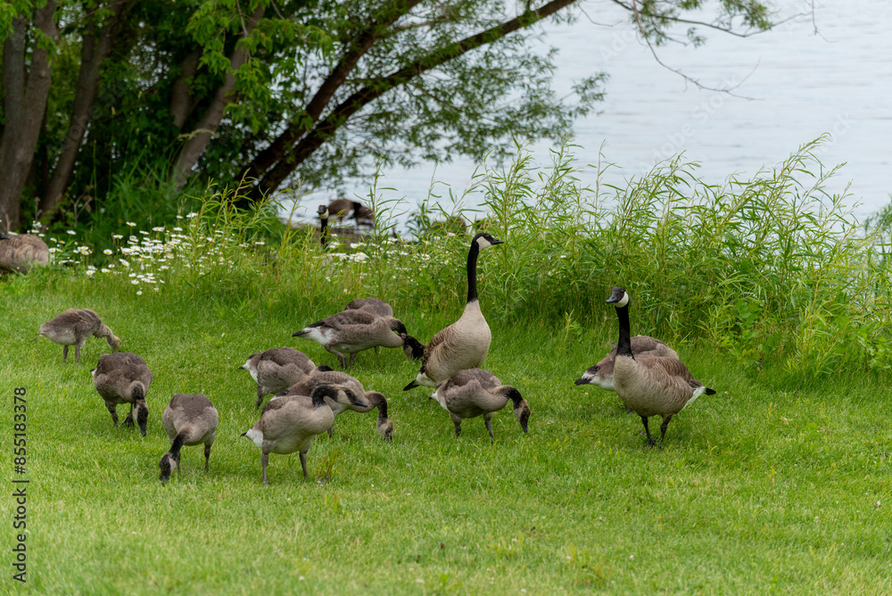 Canada Geese And Goslings On Fox River Shoreline Near De Pere, Wiscoinsin Canada Geese And Goslings On Fox River Shoreline Near De Pere, Wiscoinsin