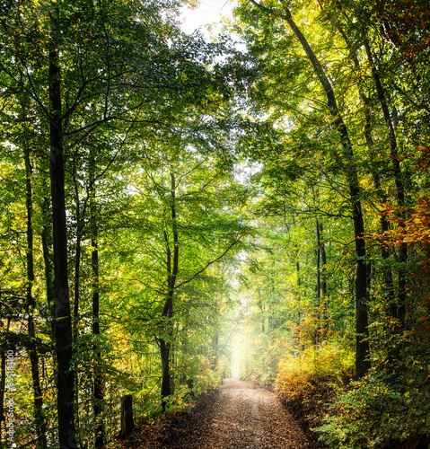 Path going through the forest