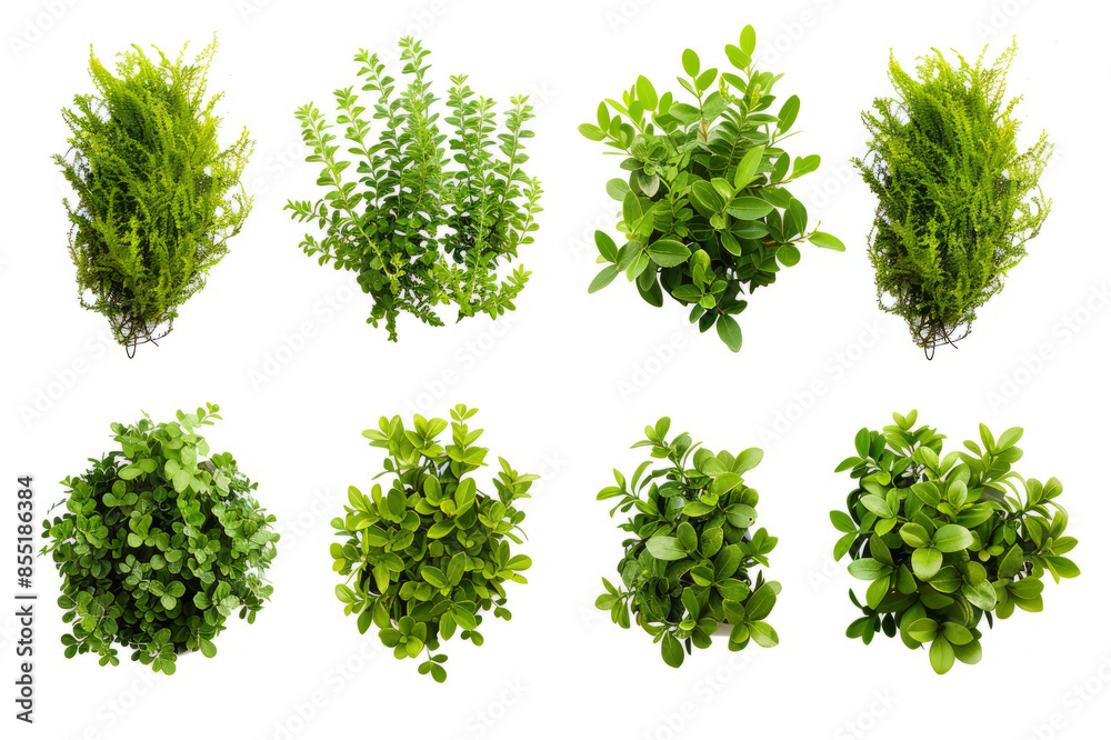 series of silhouettes of green bushes, figures on a white background. series of silhouettes of green bushes, figures on a white background.
