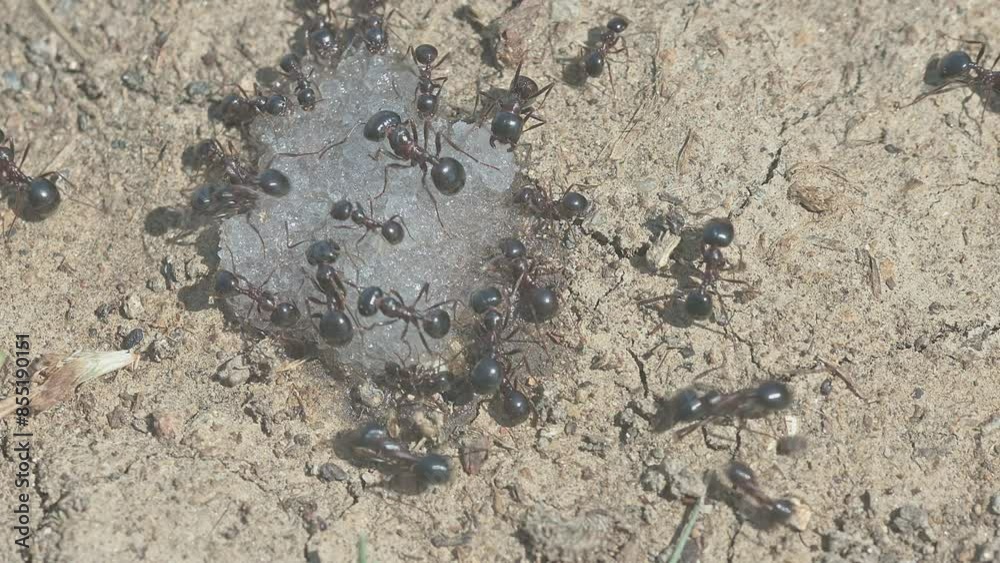 Ants collect the sugar grains given to them Ants collect the sugar grains given to them