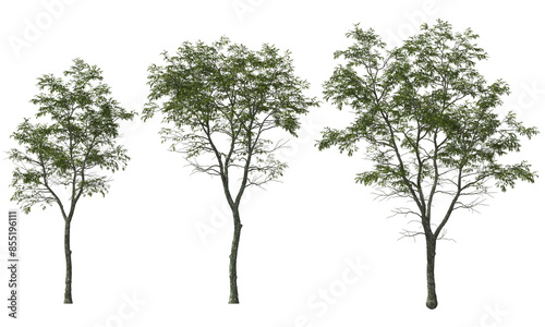 Obraz na płótnie trees ironwood white blooming hq arch viz plant tree w salonie