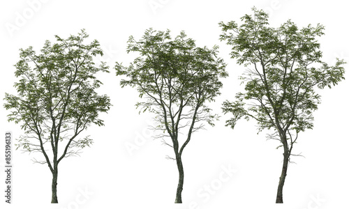 trees ironwood white blooming hq arch viz plant tree