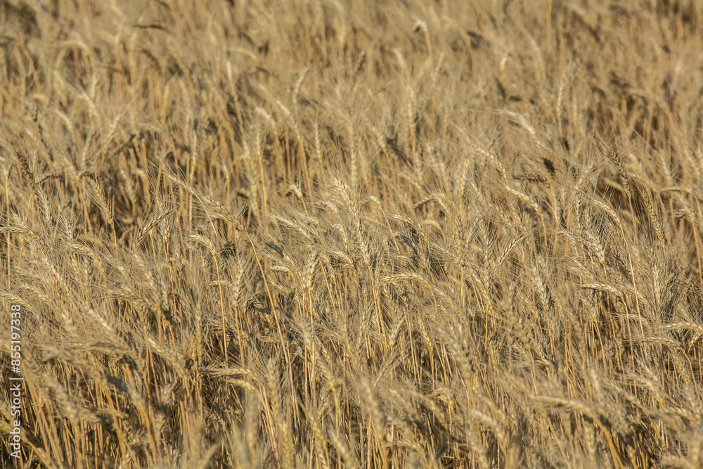 Background of ripening ears of wheat. Background of ripening ears of wheat.