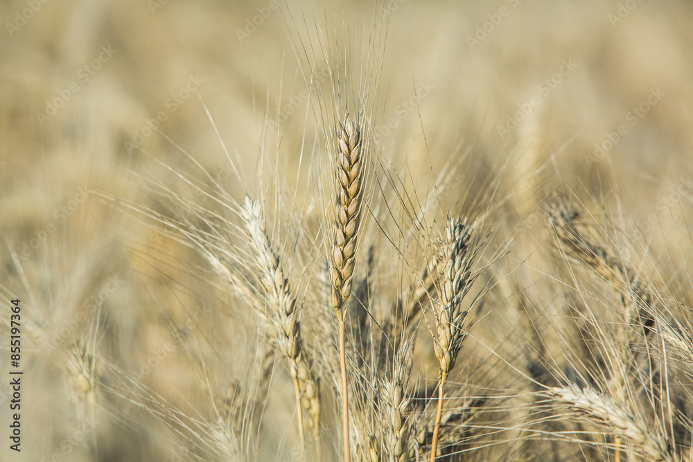 Field of lavender in the sunset light. Background with golden light. Purple lavender. Field of lavender in the sunset light. Background with golden light. Purple lavender.