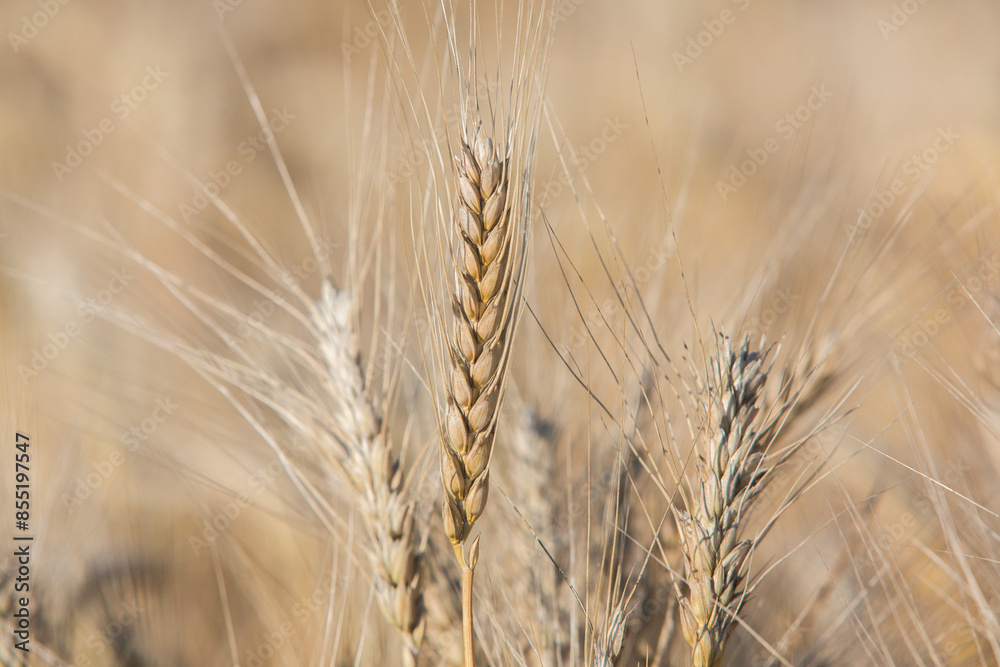 Background of ripening ears of wheat. Background of ripening ears of wheat.