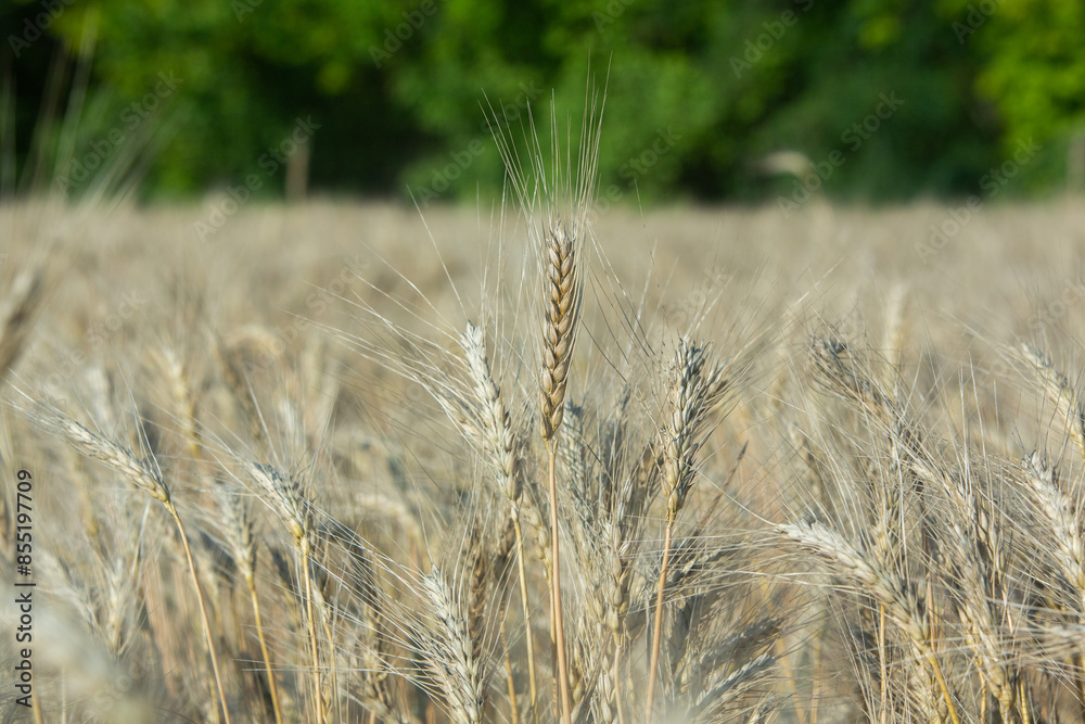 Fototapeta premium Background of ripening ears of wheat.