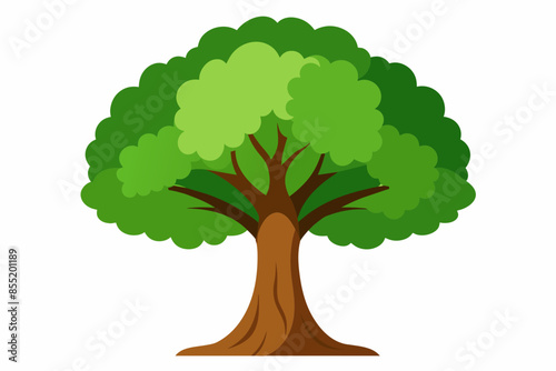 oak tree vector illustration white background