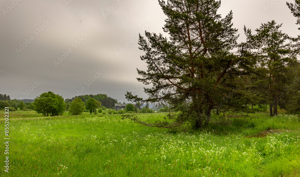 A field of grass with a tree in the middle A field of grass with a tree in the middle