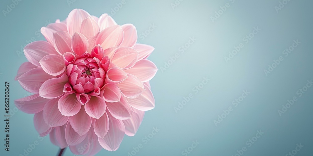 Fototapeta premium Delicate single pink dahlia bloom against soft blue background evokes tranquility, suitable for springtime celebrations, floral themes, wedding invitations. Copy space.