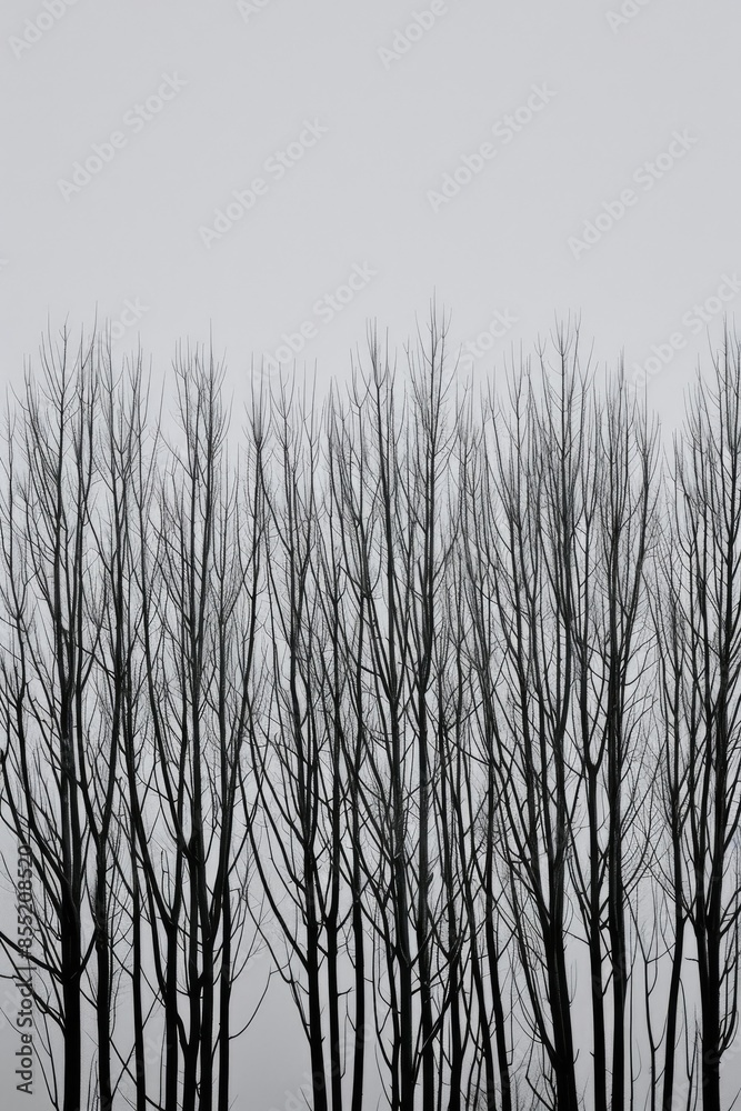 Bare Trees in a Foggy Landscape Bare Trees in a Foggy Landscape