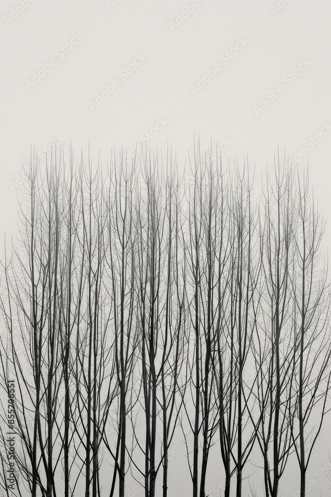 Minimalist Winter Trees in Fog Minimalist Winter Trees in Fog