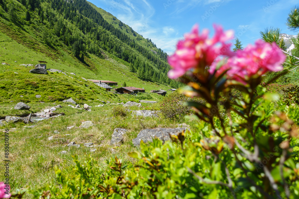 Alpenrosen in einer herrlichen Berglandschaft Alpenrosen in einer herrlichen Berglandschaft