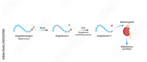 Angiotensin II acts on adrenal gland. Aldosterone secretion. Renin-Angiotensin-Aldosterone System, RAAS. Vector illustration.