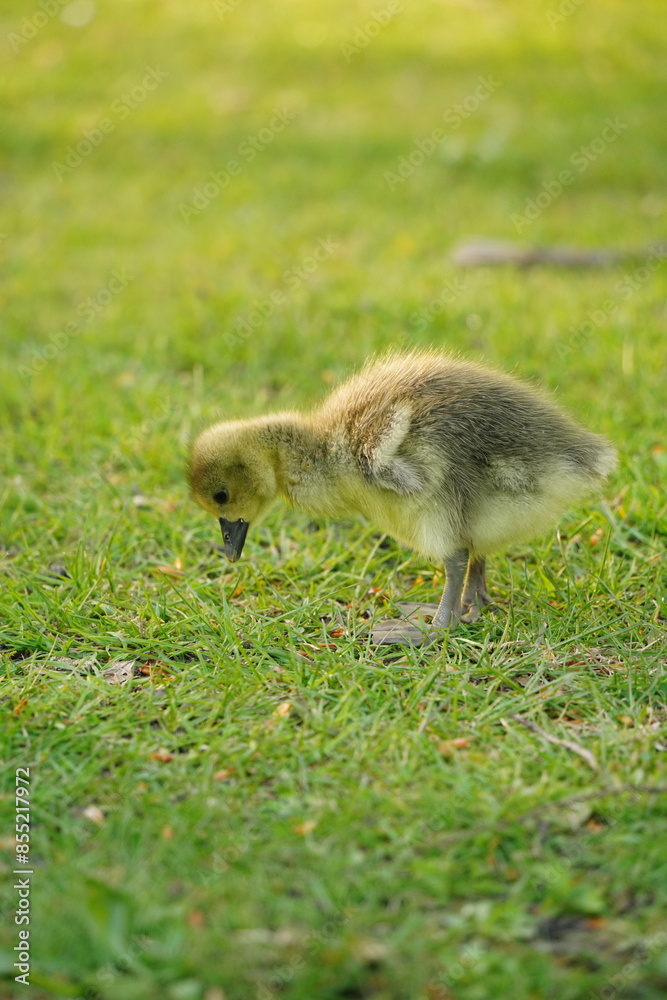 Obraz premium A picture clicked in Denmark