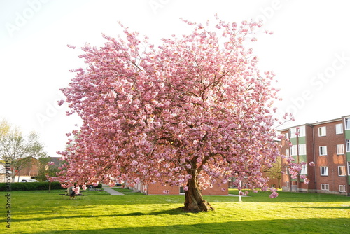 A picture clicked in Denmark