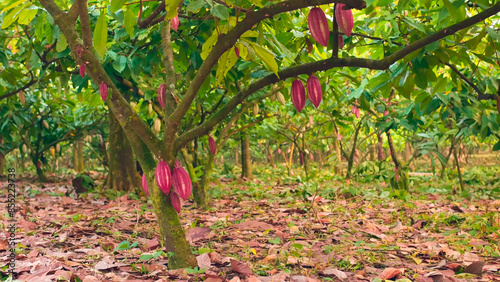 Cocoa trees with ripe fruits.