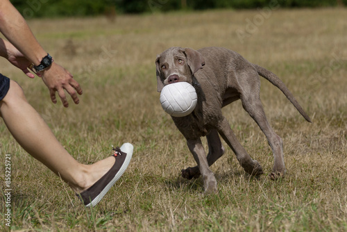 Outdoor portrait of a purebred Weimaraner pupy playing with a ball.  Young Weimaraner in a park, playing with is owner. photo