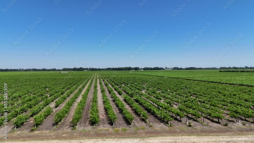 California Vineyard 4k Drone Flyover California Vineyard 4k Drone Flyover