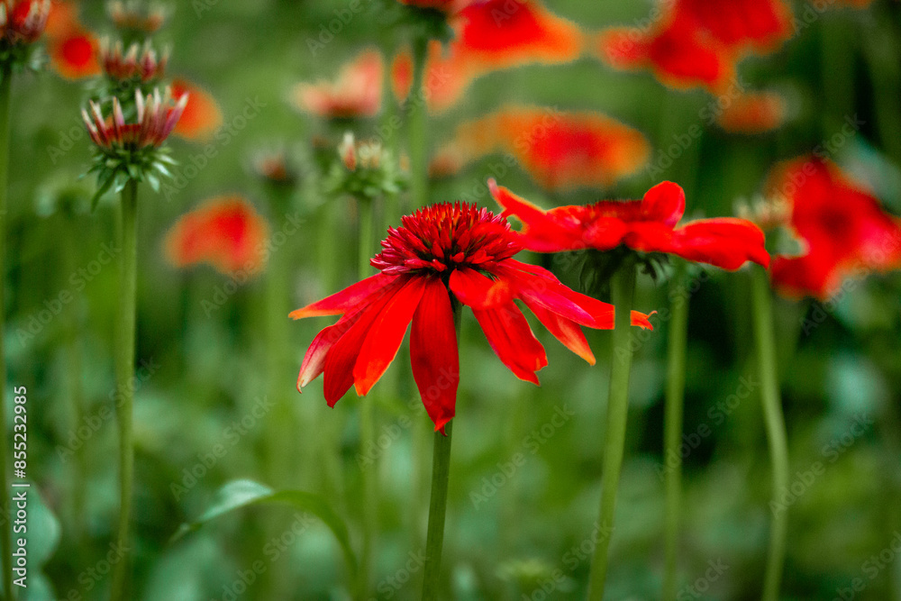 Echinacea purpurea Eccentric red bright flower buds among green leaves on natural background. Blossoming flowers in summer formal garden Medical plant Echinacea purpurea Eccentric red bright flower buds among green leaves on natural background. Blossoming flowers in summer formal garden Medical plant