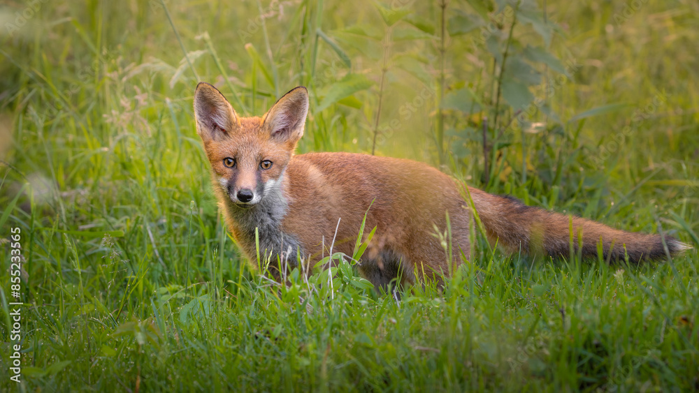 red fox cub