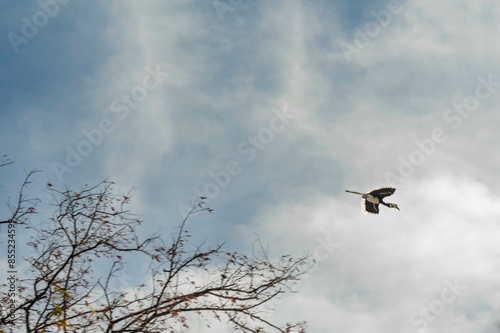 hornbill Anthracoceros Albarostris in the forest of 