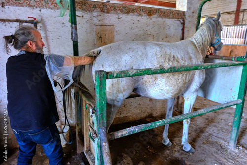 Photos A veterinarian is testing a mare's ovulation in a stable.