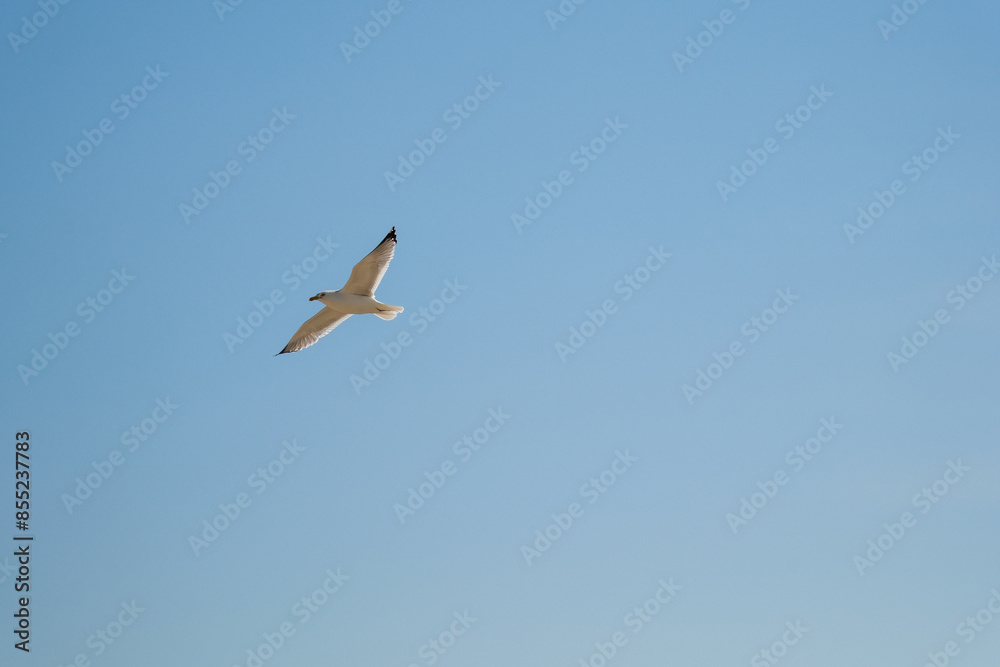 seagull in flight seagull in flight