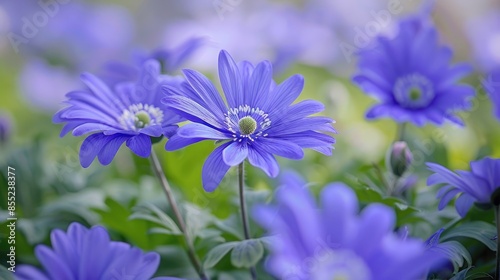 An in depth examination of Anemone blanda a flower also known as the Balkan anemone Grecian windflower or winter windflower