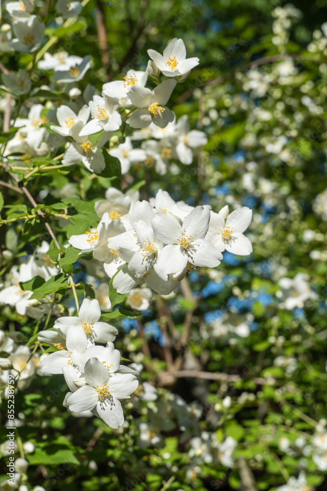 Sunny spring garden. Many flowers bloom on branches on jasmine bush Jasmine Philadelphus lewisii on blurred green background. Selective focus close up. Nature photography. Floral landscape Sunny spring garden. Many flowers bloom on branches on jasmine bush Jasmine Philadelphus lewisii on blurred green background. Selective focus close up. Nature photography. Floral landscape