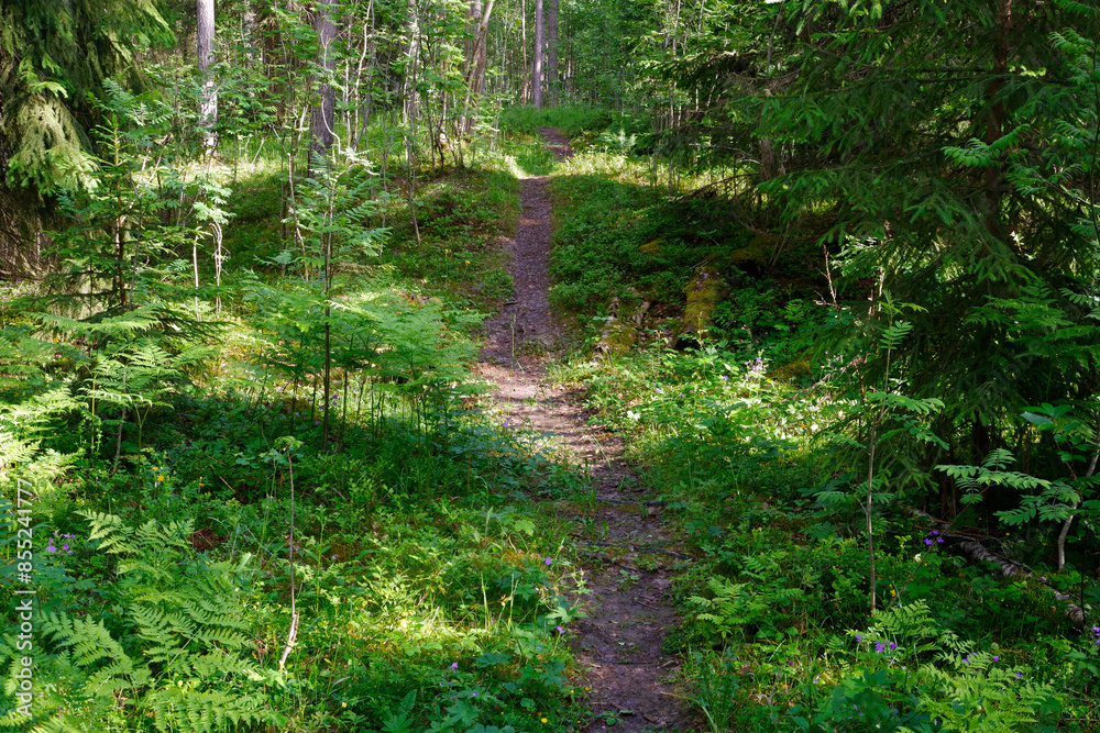 Obraz premium A path through the Kihle Forest Reserve, Toten, Norway, in June.