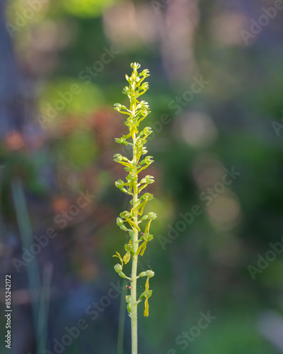 Close up of a common twayblade (neottia ovata) orchid. Common twayblade, Neottia ovata, in flower on chalk grassland.  photo