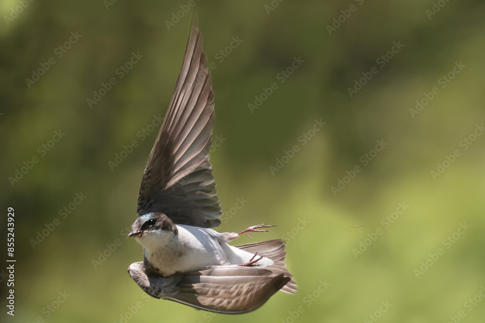 Fototapeta premium Tree Swallow pair working veyr hard to feed chicks in nesting box on sunny summer day