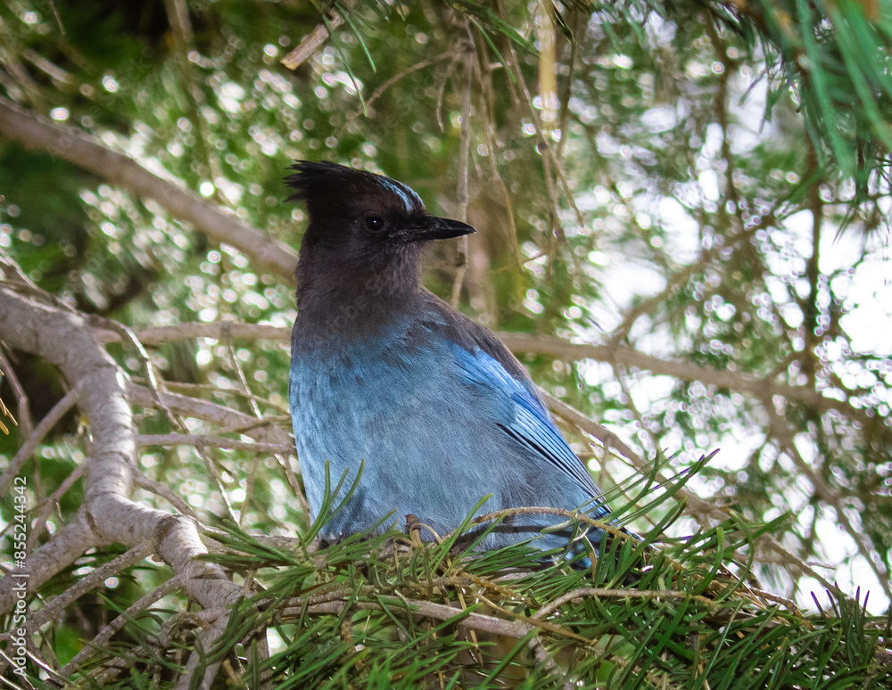 Obraz premium blue jay on a tree branch