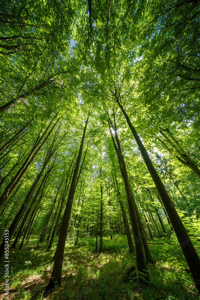 Sunlit forest with tall trees and green foliage, peaceful setting for animals and adventure Sunlit forest with tall trees and green foliage, peaceful setting for animals and adventure