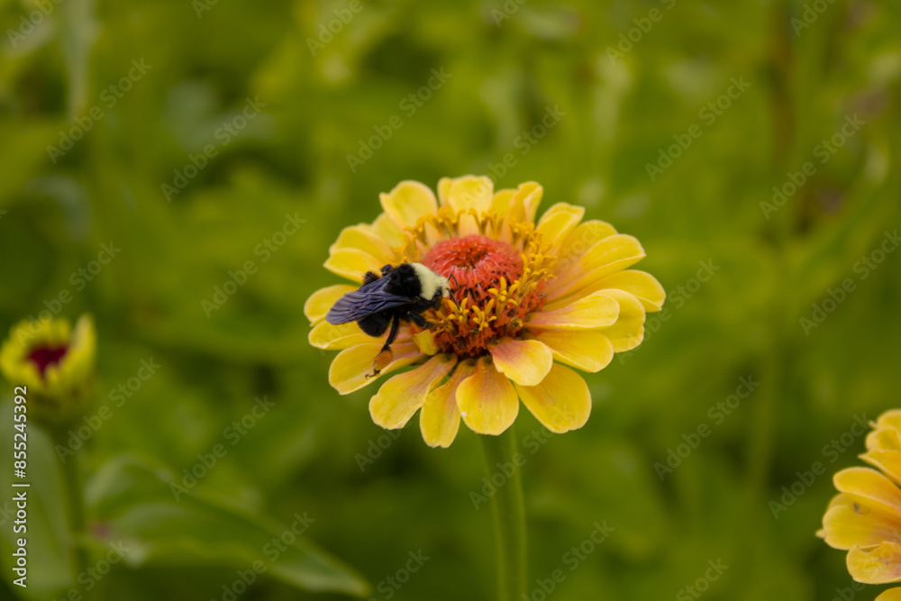 bee on flower
