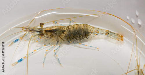 Palaemon elegans sometimes known by the common name rockpool shrimp, is a species shrimp of the family Palaemonidae. photo