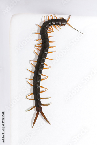 Scolopendra cingulata, also known as Megarian (Mediterranean) banded centipede. photo