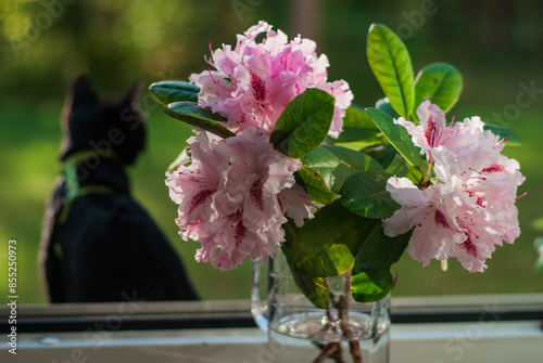 little black cat in the sunny summer light against the background of a rhododendron flower