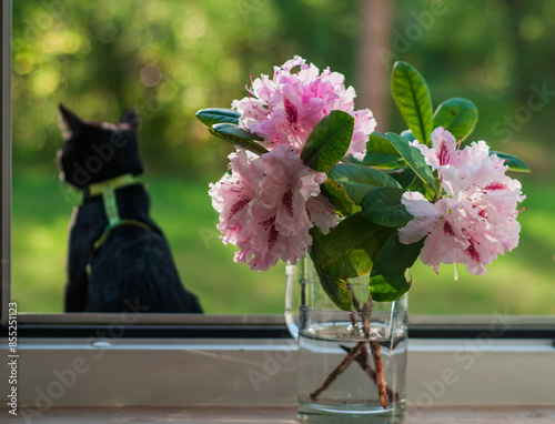 little black cat in the sunny summer light against the background of a rhododendron flower