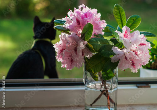 little black cat in the sunny summer light against the background of a rhododendron flower
