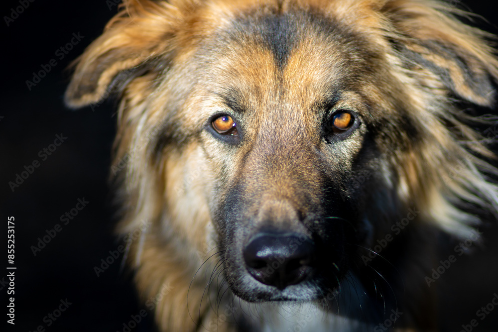 portrait of a dog portrait of a dog