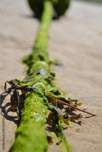 moss on rope from a waterless sea photo